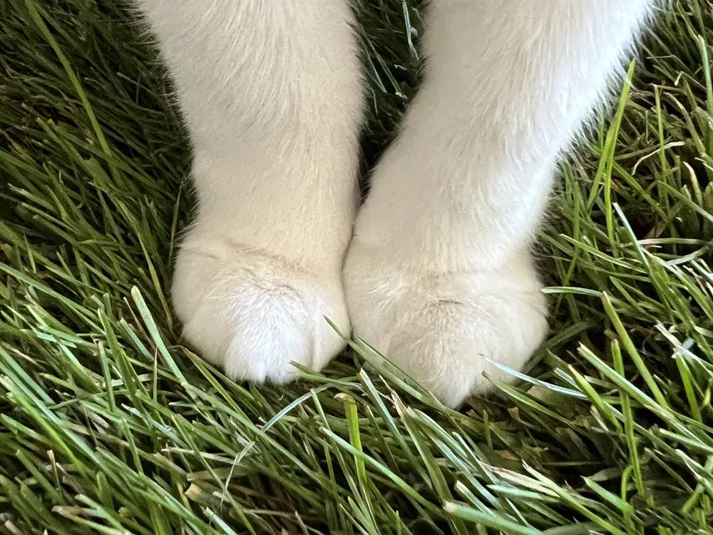 July Sticker Club Sneak Peek: Go Touch Grass 🌿😸