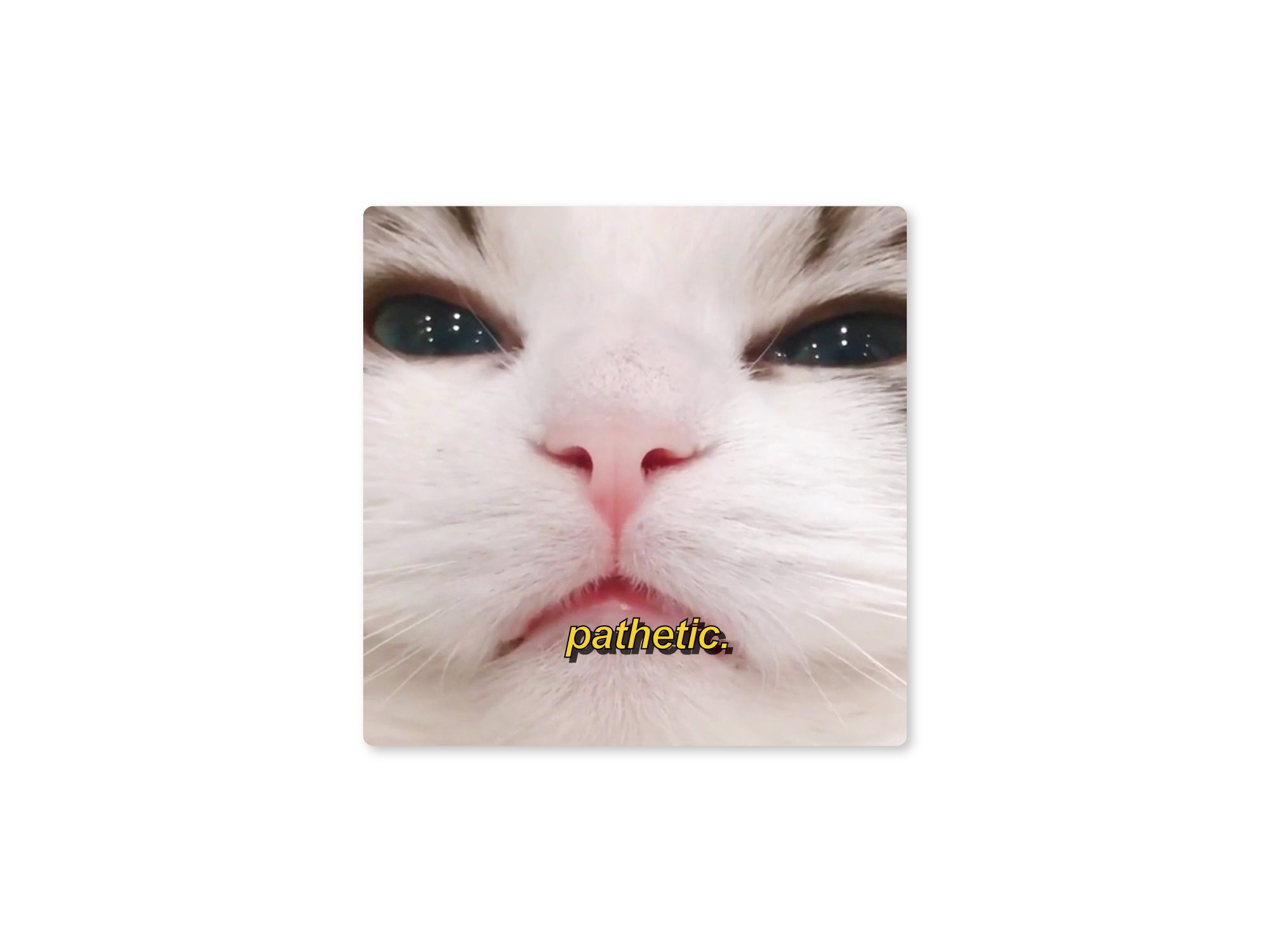 A sticker with a photo of a cat's face with the word 'pathetic.' printed across the bottom.